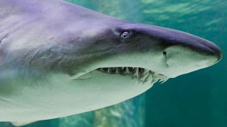 Tracking Shark Romance Through Bite Marks And Scar Stages