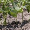 C’est la saison des semis : cinq gestes indispensables pour vos haricots nains