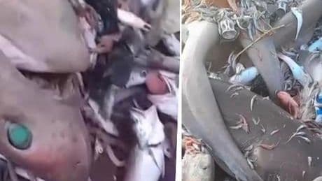 Mersin'de balıkçıların ağına takıldı: Bunlar adamı yer