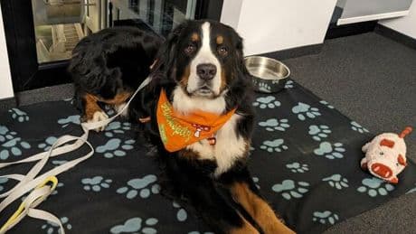 Bürohunde: Was Sie mit Hund im Büro beachten sollten