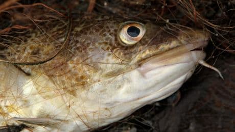 Humans have forced cod to shrink in size by half since 1990s, scientists find