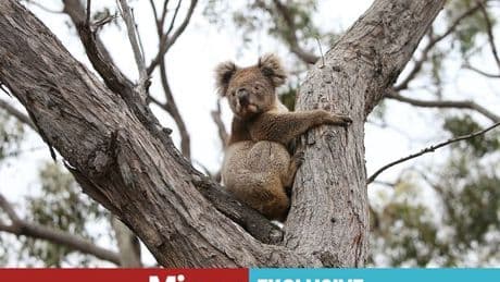 Hundreds of koalas shot in Australian aerial cull 'is massacre not mercy'