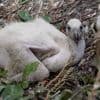 Ernstig bedreigde gier uit Blijdorp groeit op bij pleegouders in ARTIS