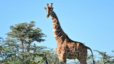 Giraffenbulle Tilodi in Stuttgarter Zoo gestorben