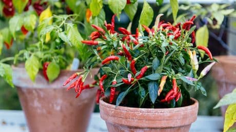 Maximale Schärfe, volles Aroma: Darauf kommt es bei der Chili-Ernte an
