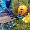 Dolphin dies and another is rescued by medics in British river after pair get stuck in thick mud four miles from the sea