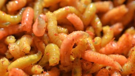 Si les Néandertaliens digéraient aussi bien la viande, c'est grâce aux asticots