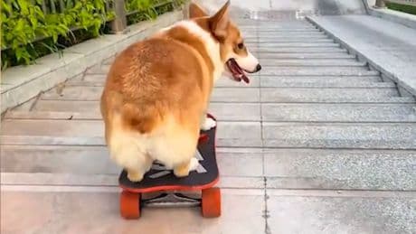 Ein echter Könner! - Skateboarding ist seine Leidenschaft