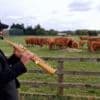 Saxophonist's moo-d music for cows