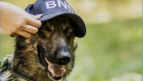 Strenge Hunderegeln - BND duldet keine fremden Schnüffler