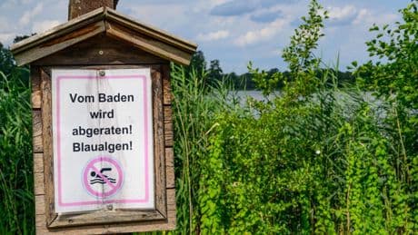 Gefahr beim Baden: Badespaß ohne Risiko - Blaualgen nicht in gefährlicher Menge