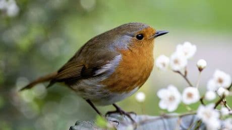Anyone with a garden urged to make 1 change if they want robins to keep coming back