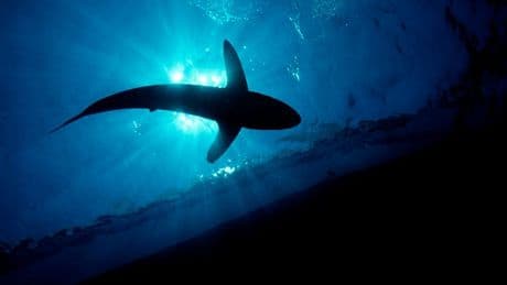 Guatemala’s Shark Meat Trade Exposed