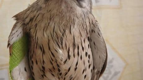 Ukrainians Rescue ‘Heroic’ Falcon, Russian Drone Kills Rare Pelican