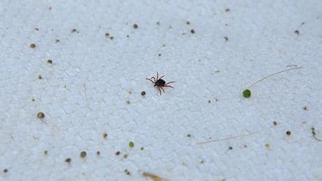 Kabus yeniden hortladı! 8 kişiden 1'i hayatını kaybetti