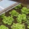 Comment avoir des salades toute l’année dans votre potager ? Nos conseils pour choisir les variétés