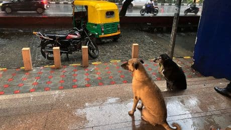 India's top court orders stray dogs to be removed from New Delhi streets