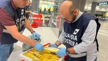 Meduse in salamoia, pesce non tracciato, datteri cinesi vivi: maxi-sequestro all’aeroporto di Malpensa