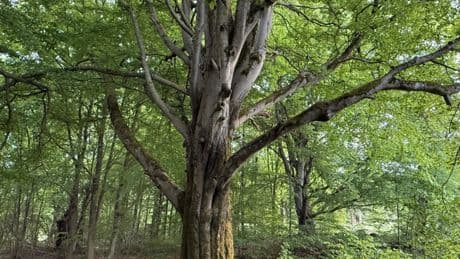 Hessische Rhön: Hutebäume bieten Lebensraum für viele Arten