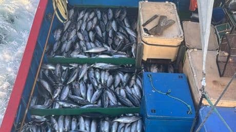 Récord de bonito en Santoña: 78.000 kilos de una sola marea y más de 12 horas descargando
