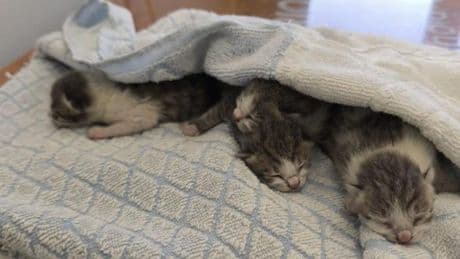 Marassi, gattini appena nati buttati nella spazzatura: corso De Stefanis si mobilita per salvarli | Foto