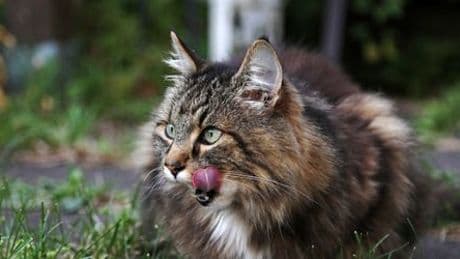 Zürich: Rentnerin füttert Nachbars-Katze – und kommt vor Gericht