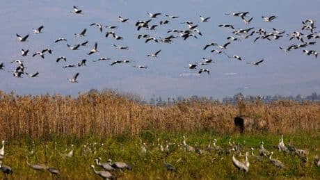 Grippe aviaire : comment le virus a conquis la planète grâce aux oiseaux migrateurs