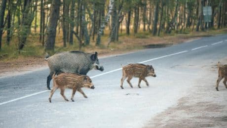 Los accidentes de tráfico con animales se han duplicado en España en la última década: la DGT quiere reducirlos con estas cinco medidas