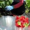 Blattläuse auf Erdbeeren: Mit diesem Hausmittel halten Sie die Schädlinge fern