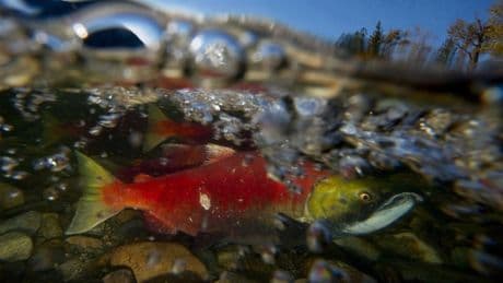 Despite this year’s abundance, B.C. sockeye still face decline: experts