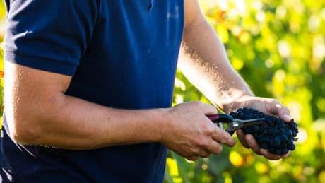 Au Domaine de Reuilly, le pinot gris fait la fierté du Berry