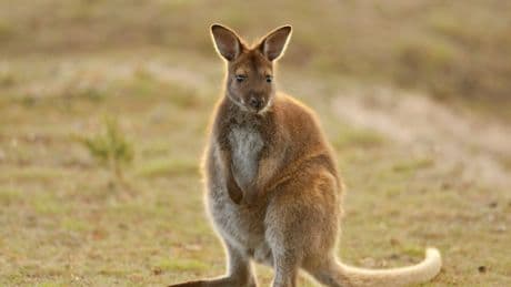 Sightings of mystery wallaby on the loose on Norfolk-Suffolk border