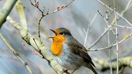 Studie: Vögel singen wegen Lichtverschmutzung länger