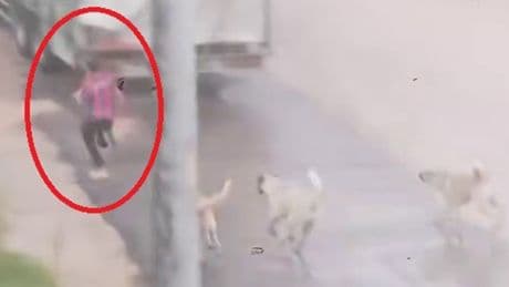 Bursa'da korku dolu anlar! Başıboş sokak köpekleri çocuğu çocuğa saldırdı