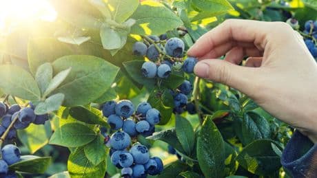 Heidelbeeren im Garten: Mit diesen Profi-Tipps wird"s was mit der Ernte