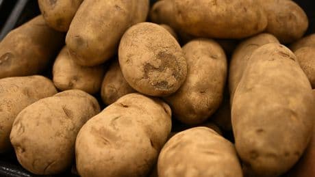 You say tomato, I say potato: Researchers finally solve the mystery origins of the humble spud