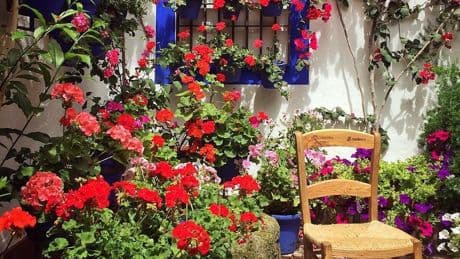 ¿Cómo nació la Fiesta de los Patios? Un viaje a las raíces de la reconocida tradición cordobesa