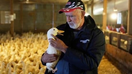 Long Island's last duck farm is quacking again after losing its entire flock to the bird flu