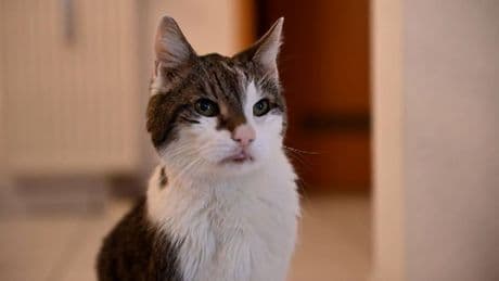 Kurioser Brief: Alter Kater soll jetzt GEZ-Gebühren zahlen