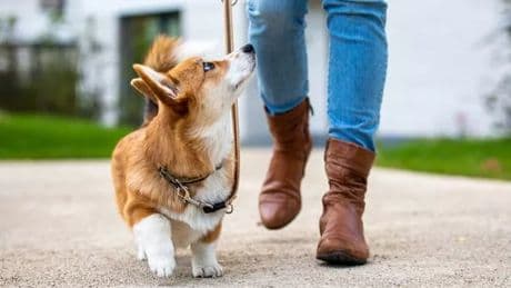 Warning issued to anyone thinking of getting a puppy or cat this summer