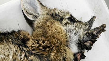 Que sait-on sur les « lapins mutants », observés aux États-Unis ?