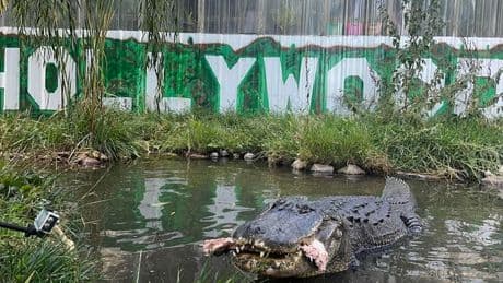 "Ton rire va me manquer": Adam Sandler pleure la mort de Morris, l'alligator d'"Happy Gilmore"