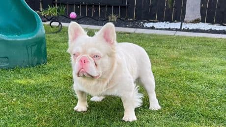 Alertan de una nueva moda que potencia la cría irregular de perros ‘exclusivos’ como el 'pink fluffy frenchie'