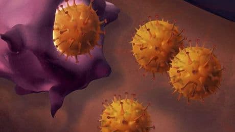 El edulcorante sucralosa, utilizado en España, reduce la eficacia de tratamientos contra el cáncer
