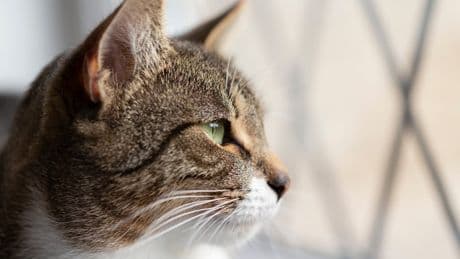 Warning issued over pets falling out of windows during UK heatwave