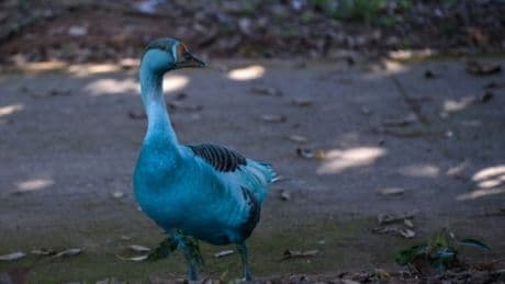 Ein anderes Blau