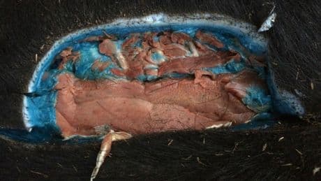 Wild pigs with ‘bright blue’ flesh are again showing up around California and causing concern