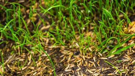 Garten: Wann schnell keimende Rasensamen sinnvoll sind – und wann Unfug