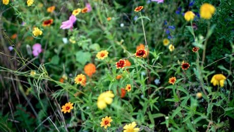 Blumen statt Rasen: So legen Sie im Garten eine Wiese für Insekten an