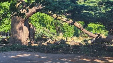 Chalkwell Park fundraiser tops £12k less than five hours after schoolgirl, 7, dies in tree horror